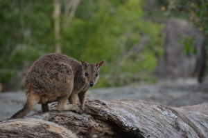 wallabee