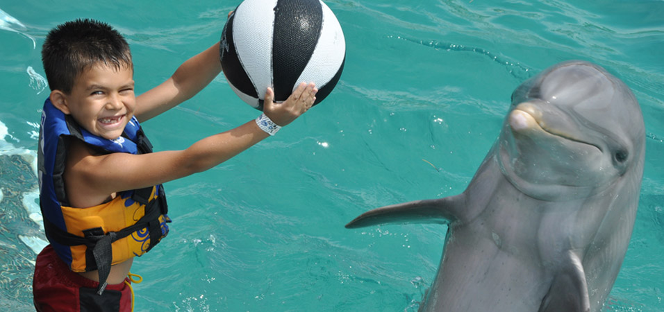 dolphin-cabo
