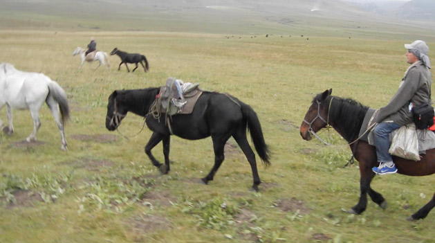 herding-horses