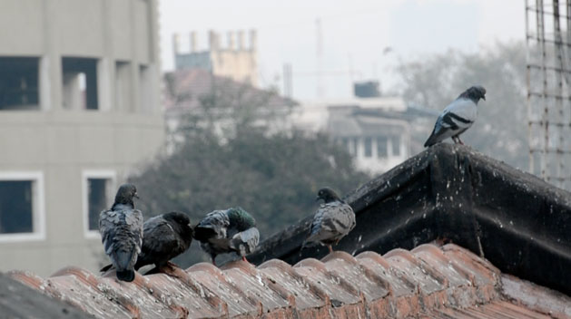 pigeons-mumbai