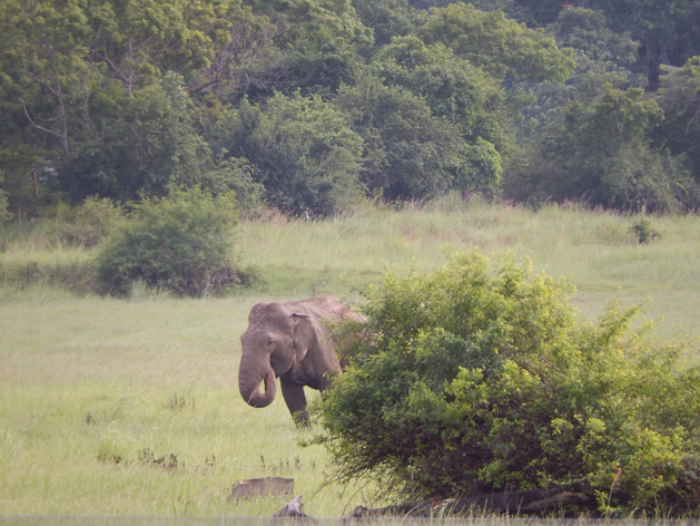 Wild elephants can be seen in Sri Lanka's national parks, and sometimes even along the roadside.