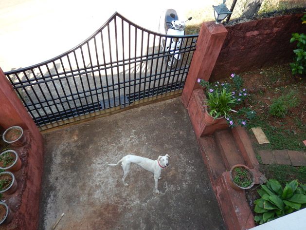 Our house's faithful guard dog, Buzo.