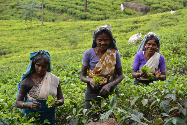 Tea plantation workers in Sri Lanka.