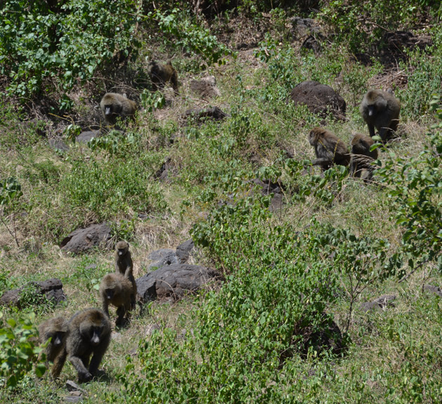 Baboons descending towards Lake Manyara.