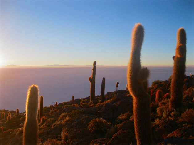 From Sam: When I was travelling in South America with my partner, I always had a habit of personifying the cacti we saw. Here, it looked to me just like this crowd of cacti were gathering around to watch the sunrise with us, as though they hadn’t been standing there all night in exactly the same position. I imagined them sighing as the first rays began to warm them, their spikes prickling with appreciation of the new day’s light.