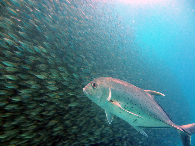 From Debbie: If this giant trevally had lips, he’d be licking them as he watched this school (crowd?) of fusiliers, patiently deciding which one would be his lunch. Raja Ampat, Indonesia.