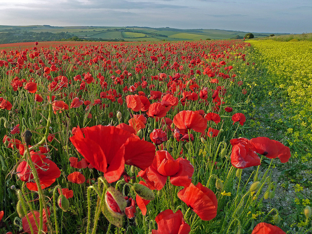 From Suzanne: One close to home here and a crowd of poppies on the South Downs in East Sussex.