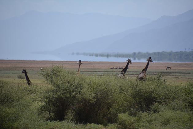 giraffes-lake-safari-629