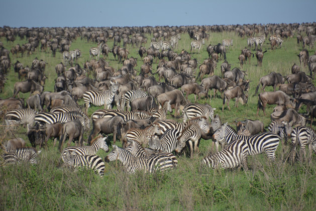 Crowds of Zebras and Wildebeests in the Serengeti