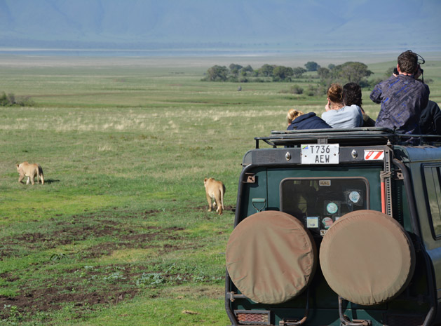 lions-in-ngorongoro-crater