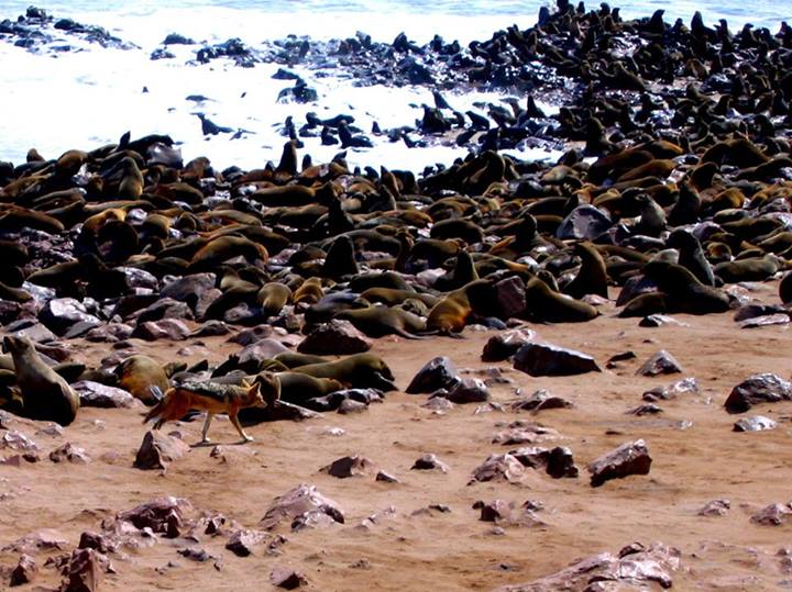 From Donny: We took this photo while on an overland safari in Africa. The Cape Cross Fur Seal Colony is located along Namibia’s Skeleton Coast. Here a lone jackal searches the seal “crowd” for an easy lunch.