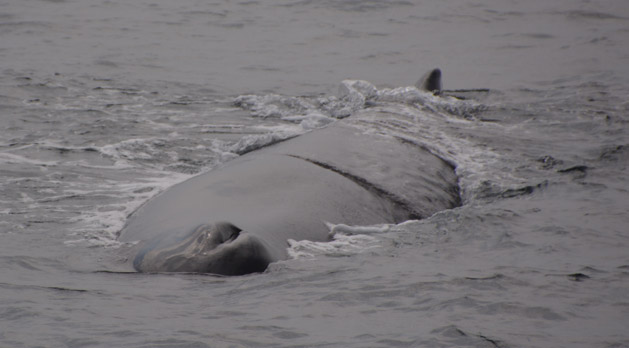 sperm-whale-close