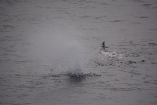 A sperm whale surfacing.