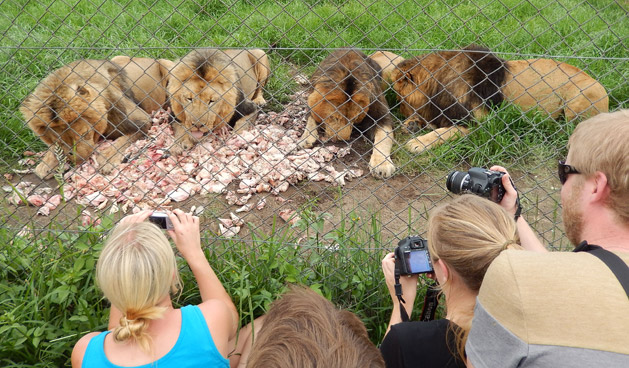 lion-feed