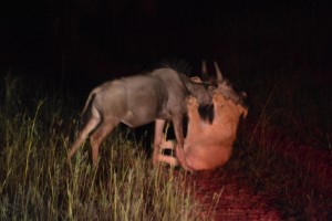 lion-kill-antelope-park