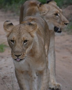 lions-on-hunt