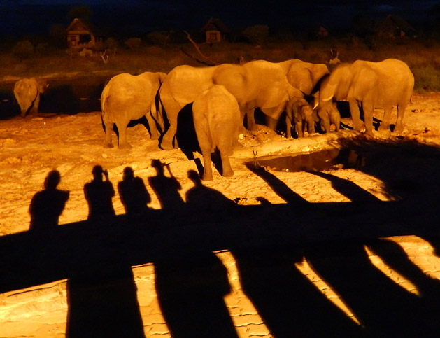 night-drinking-elephant-sands