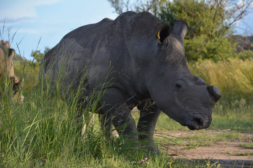 rhino-close-up