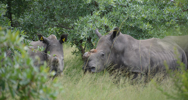 rhinos-first-encounter