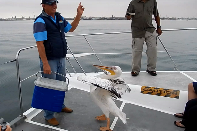 great-white-pelican