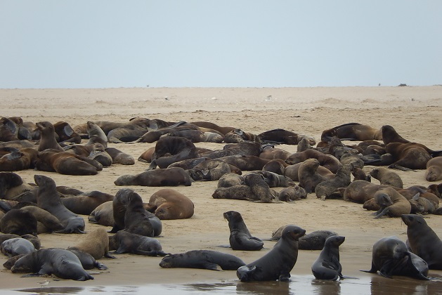 seals-on-pelican-point