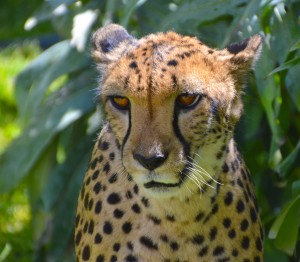 cheetah-orange-eyes-550