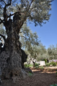 oldgarden-tree