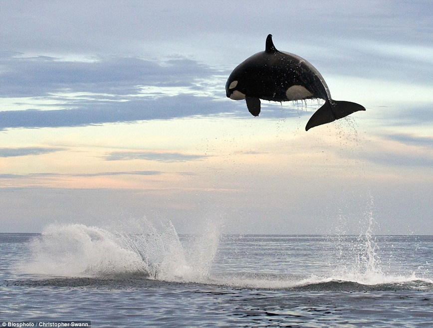orca-jumping