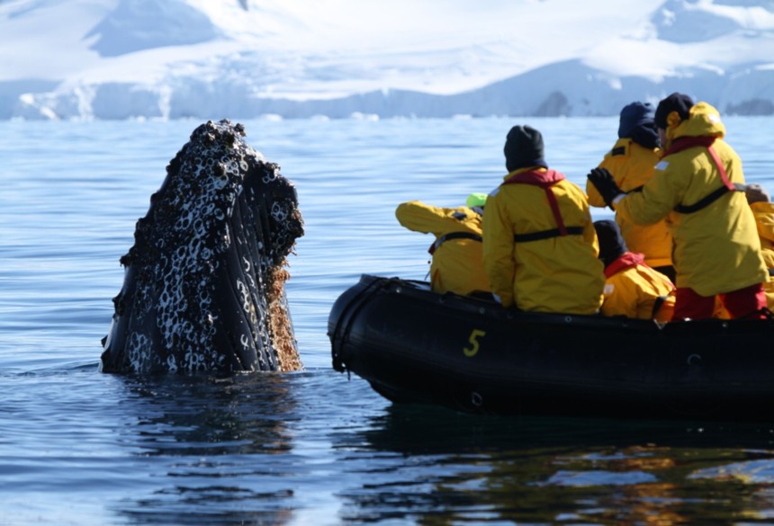 antarctica-cruise-whale