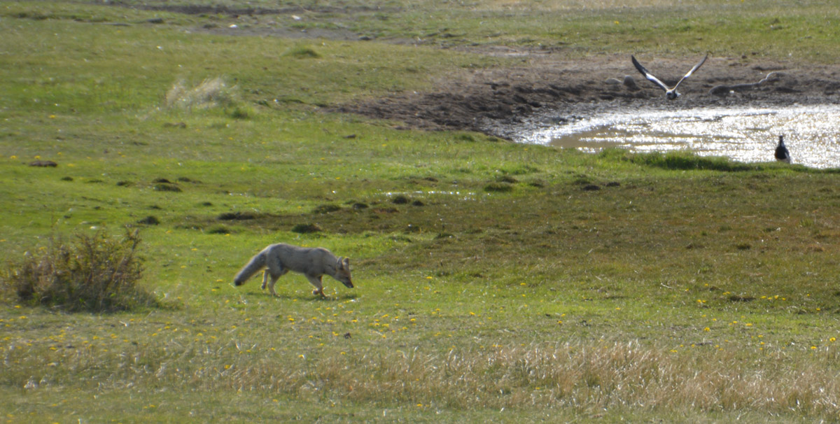 gray-fox-horsetrek